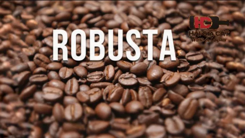 Robusta