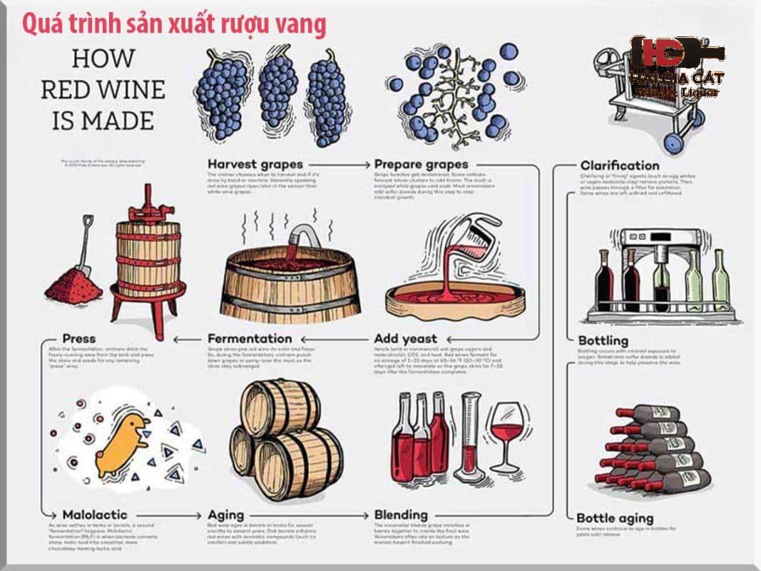 Quy trình sản xuất rượu vang đạt chuẩn