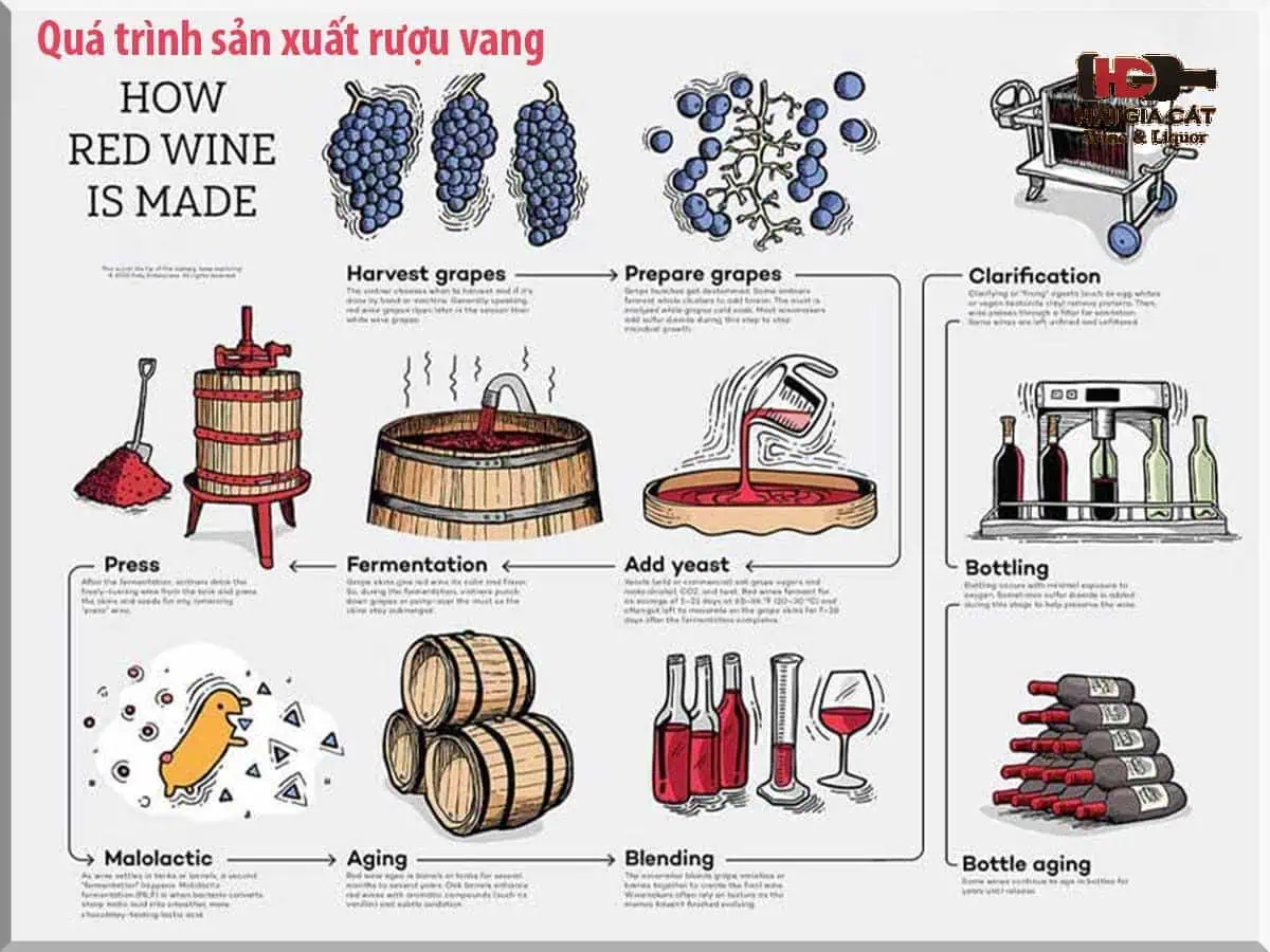 Quy trình sản xuất rượu vang đạt chuẩn