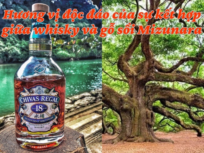 Hương vị độc đáo của sự kết hợp giữa whisky và gỗ sồi Mizunara