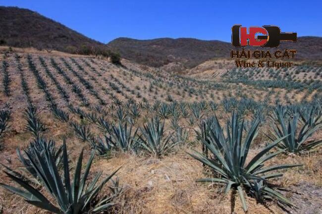 Cùng tìm hiểu cây Tequila làm rượu