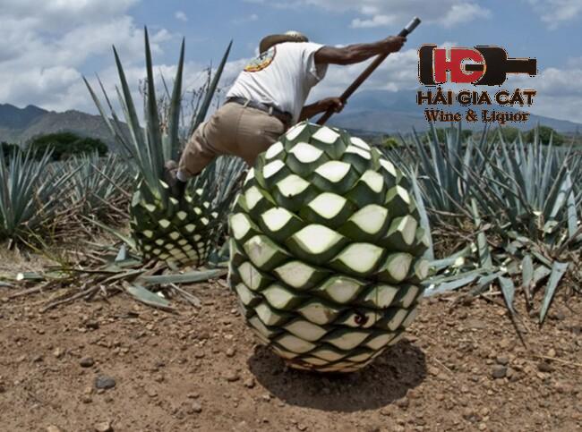 Cây Tequila mang lại nhiều lợi ích