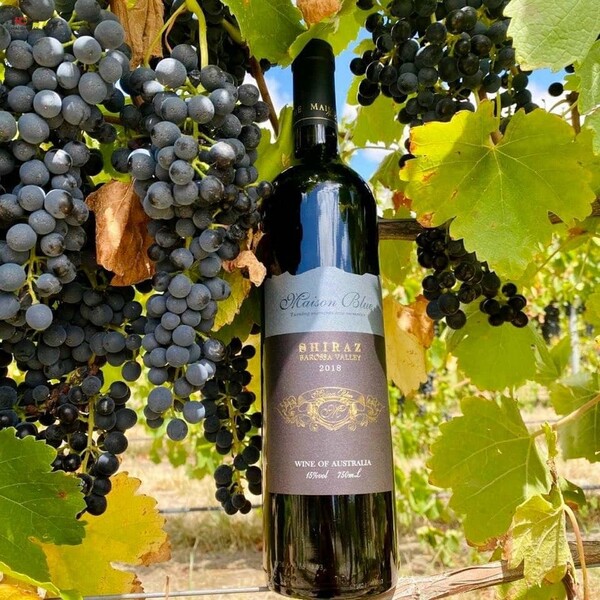 Syrah, còn được gọi là Shiraz tại các quốc gia như Úc