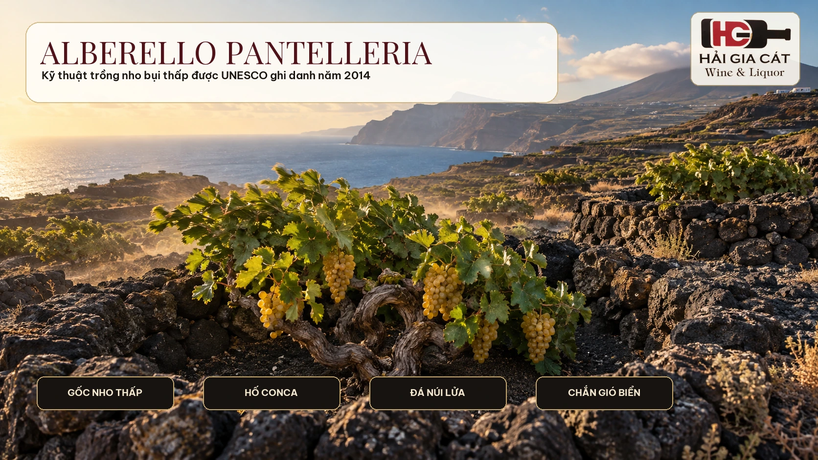 02 alberello pantelleria